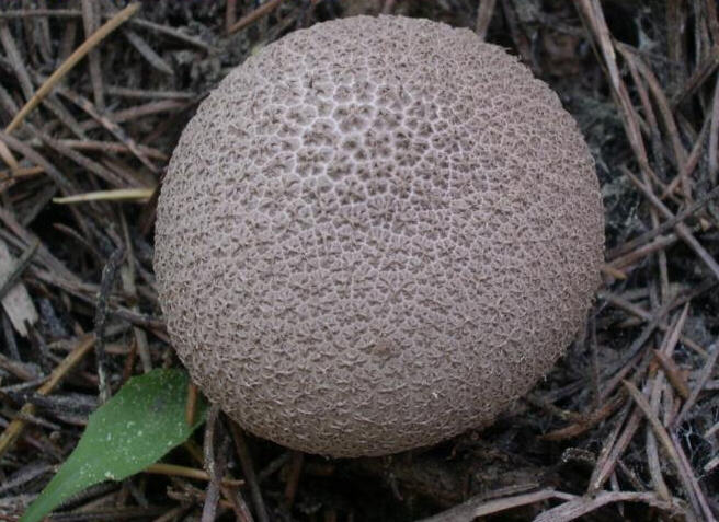 Ritrovamenti del 1.11.2011.sotto Leccio e Pino marino (2)